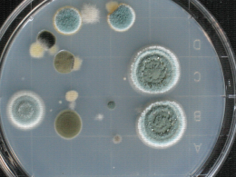 Colonies de Penicillium (verte) sur un prélèvement Airtest